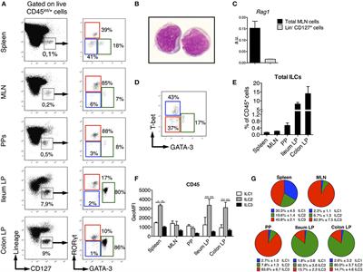 Characterization of Rat ILCs Reveals ILC2 as the Dominant Intestinal Subset